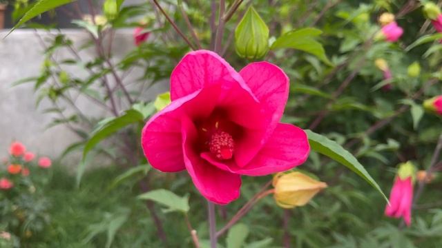 Лето в горах Азербайджанская Кухня Деревенская Кухня Рецепты