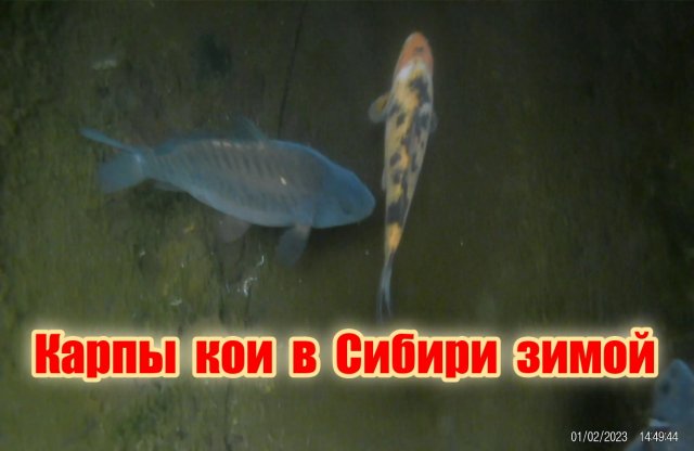 Карпы кои в Сибири зимой ?❄️