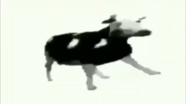 Корова танцует 10 часов под польскую песню