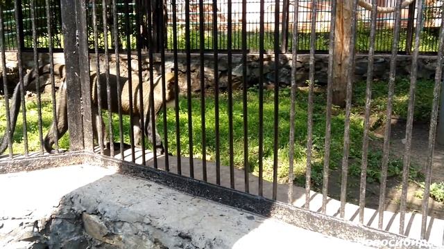 Виртуальная прогулка по Новосибирскому зоопарку