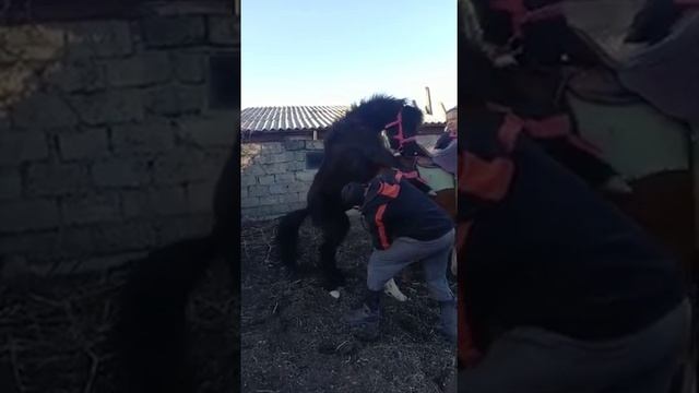 покрытие кобылы жеребцом пони