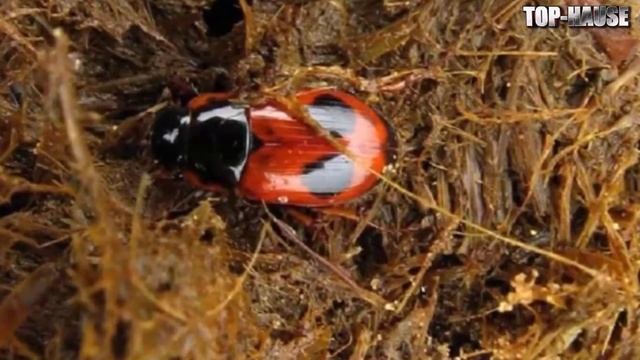 ТОП 5 РЕДКИЕ НАСЕКОМЫЕ ИЗ КРАСНОЙ КНИГИ - РОССИЯ - КРАСНАЯ КНИГА