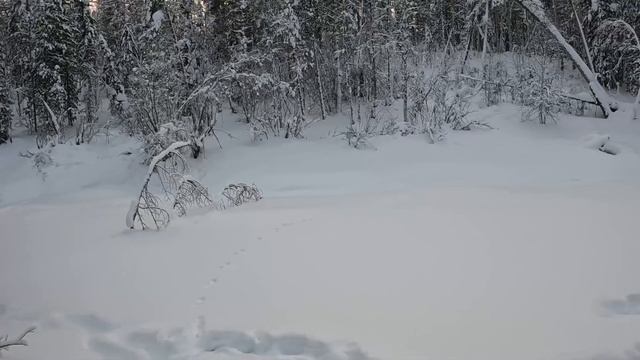 Охота на соболя капканами! Добыча соболя! #капканынасоболя