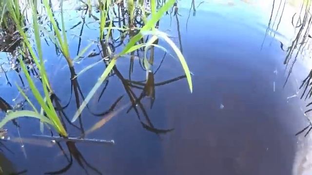 Более 30 лет он Ловит Линя. Все секреты что обожает Линь. Как поймать линя. Насадка на линя. Творог