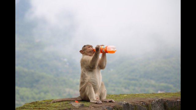 Самые редкие обезьяны в дикой природе ??