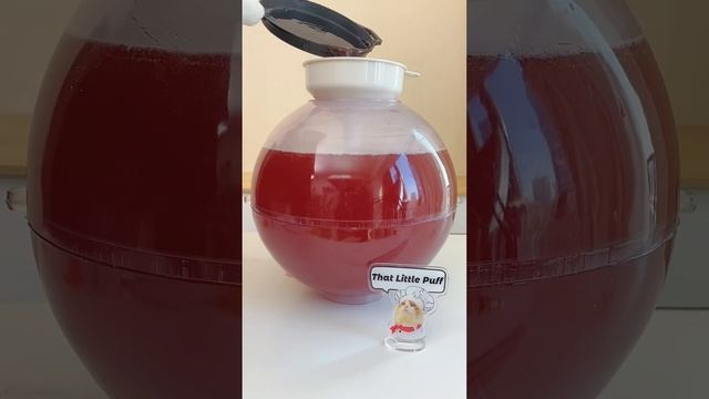 That Little Puff Compilation | February collection #thatlittlepuff #catsofyoutube #compilation