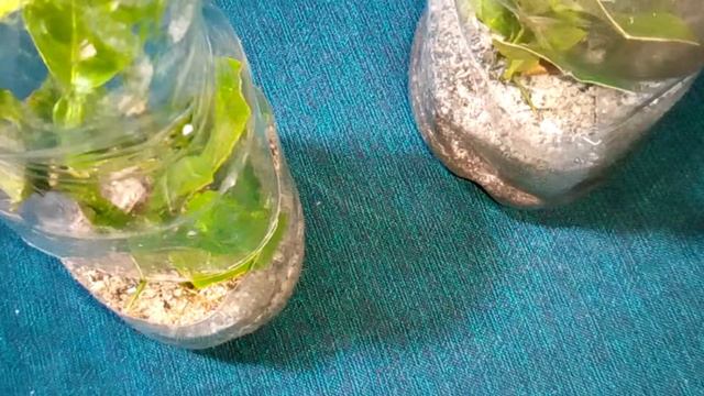 Укоренение черенков цитрусовых