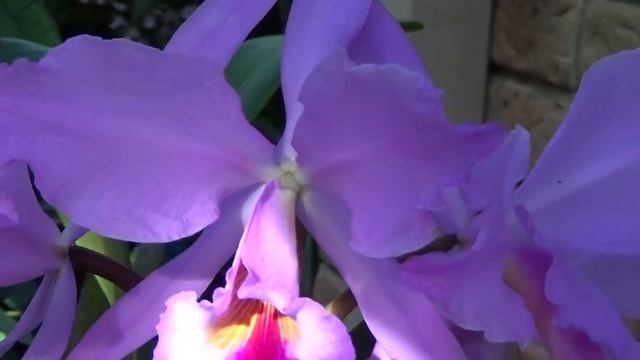 Цветение Шомбокатлеи, Schom. superbiens (laelia) x C. Caudebec, C. jenmanii, C. Mari's Song x ..