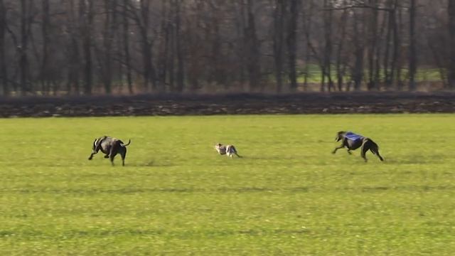 ОХОТА С БОРЗЫМИ. Кущевские испытания 07 12 2019г