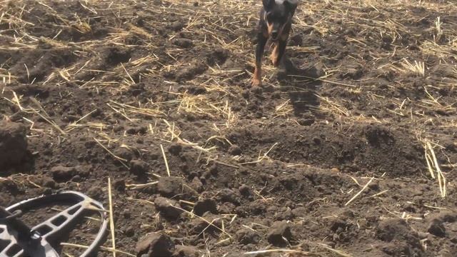 Только убрали поле, а МЫ уже тут! Много монет в одном месте.