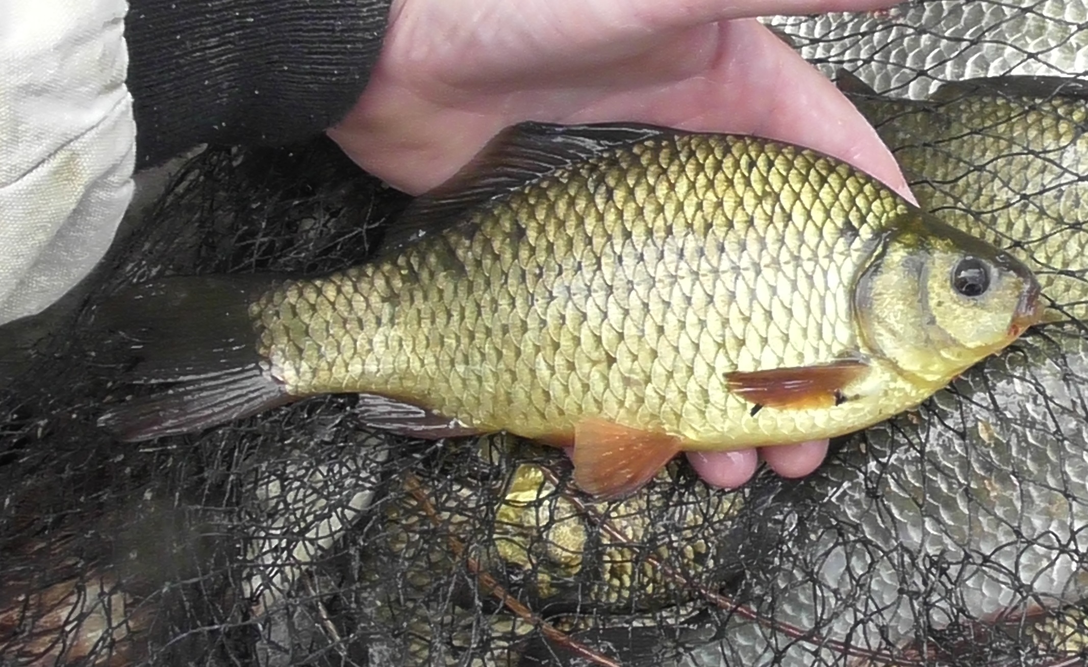 18.06.24 г.удочка для ловли в траве.