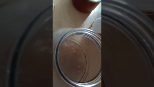 Спасти чайный гриб от плесени 1 scoby help