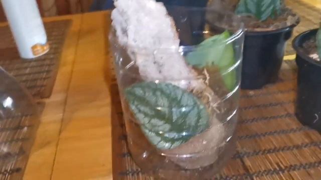 Монстера Dubia - месяц спустя