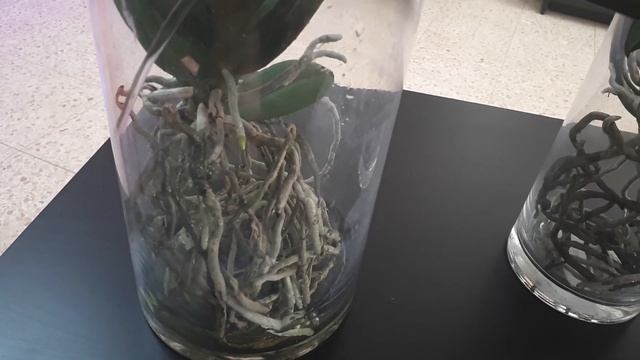 Принцип полива орхидей в открытой системе. Как часто  и какие орхидеи поливать.