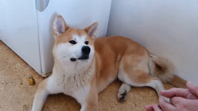 ВЛОГ | По душам с собакой | В субботу на кухне. Акита Ину.