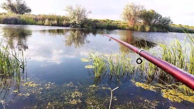 Раскрою секрет 100% прикормки для ловли Линя. Эта прикормка соберет и всю мирную рыбу. Ловим линя.