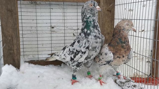 Племенные мраморные бакинские бойные голуби на 2023 год #pegions #baku #taube #голуби #бойныеголуби