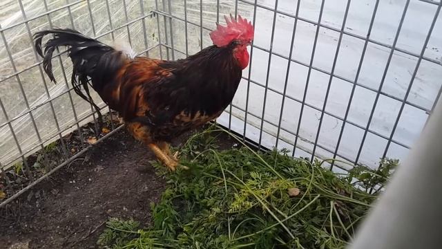 Синь Синь Дянь. Мы отказались от этой породы