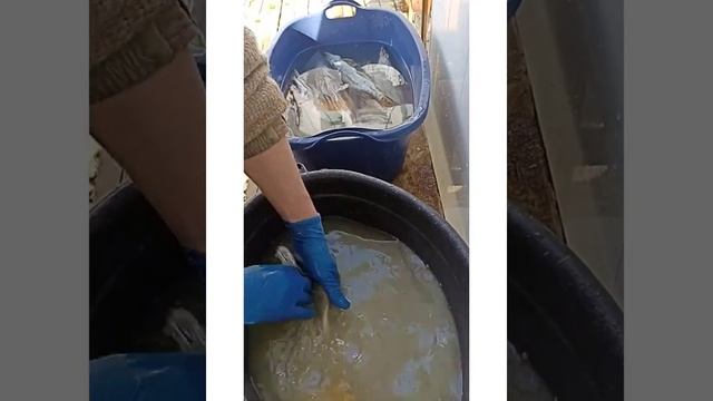 Щука сухим посолом (щука под прессом ) сушка  в домашних условиях.