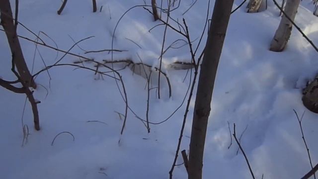 Ловим зайца беляка на петли.Законно!