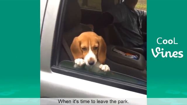 Try Not To Laugh Challenge - Funny Cat & Dog Vines compilation 2017