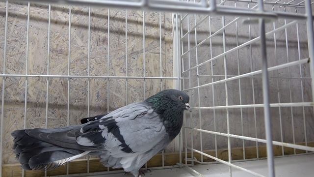 Стандарт на Николаевского голубя Разбираем на примере пары