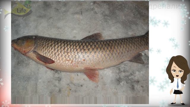 Как ловить белый амур зимой? На что клюет белый амур зимой? Где ловить белого амура зимой?