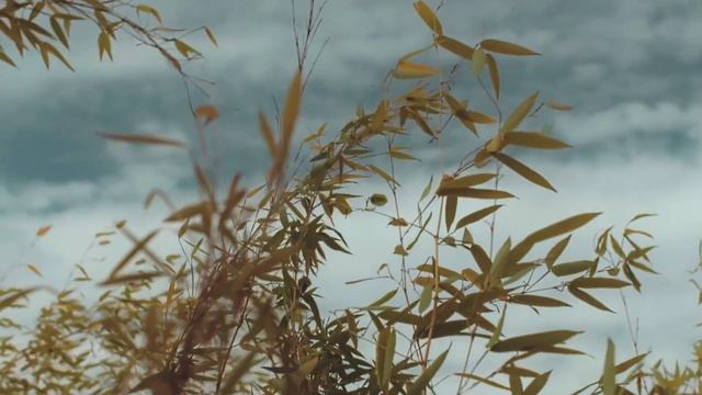 Рассказ, трогающий за душу "Давай дружить" Елена Кучеренко.Читает Андрей Лукашенко