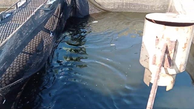 Немного информации по плотностям посадки карпа в садки. Выращивание карпа в садках