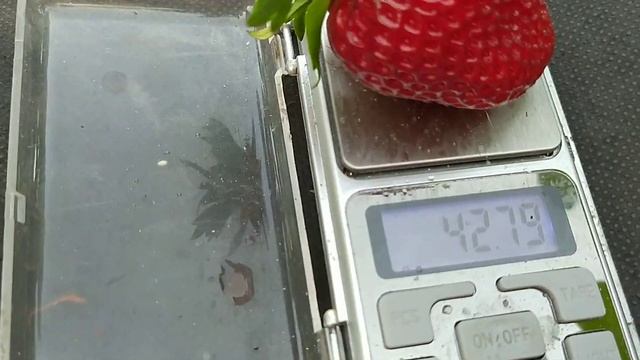 Клубника Флорида Бьюти НСД с красивой и сладкой ягодой обзор и дегустация