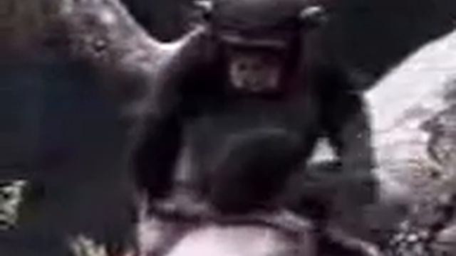 Обезьяна в жопе колупается 2016