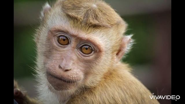 Как смеется обезьяна? - Звук обезьяны