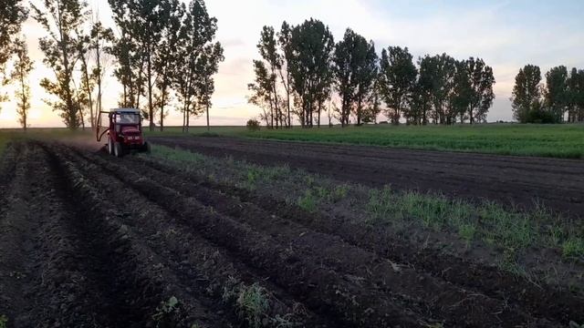 Ежи для прополки картофеля