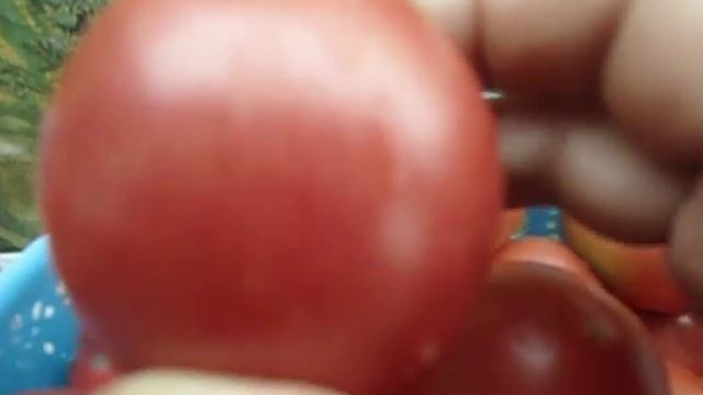 ТОМАТ ДЕМИДОВ. ДЕГУСТАЦИЯ. Ольга Чернова 10 июля.