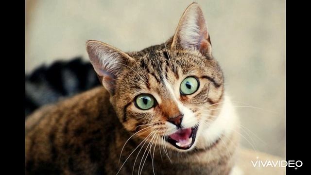 Мяуканье кошки. Мяуканье котят. Звук кошки. Звуки котят. Sounds cat. Sounds animals