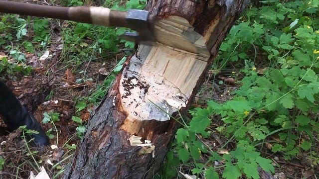 Как правильно рубить топором. Валка деревьев, техника рубки топором "Бородач"