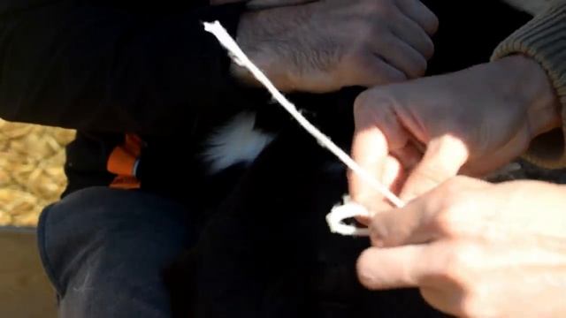 Случка лошадей. Молодой неопытный жеребец кроет кобылу