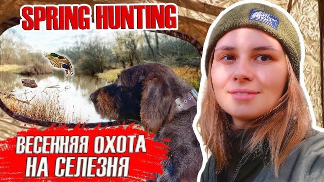 Весенняя охота на селезня с подсадной уткой 2023 / Spring drake hunting with decoys 2023
