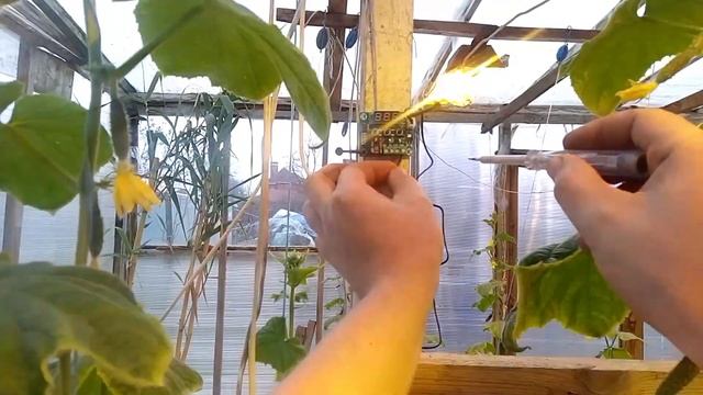 Дешёвая теплица! Как охладить теплицу в жару?Температура в теплице!