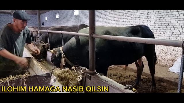 CHORVADA MOL BOQISH SIRLARI