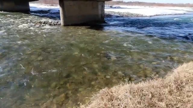 Отважная?Ахметовская,Лаба,крольчата???