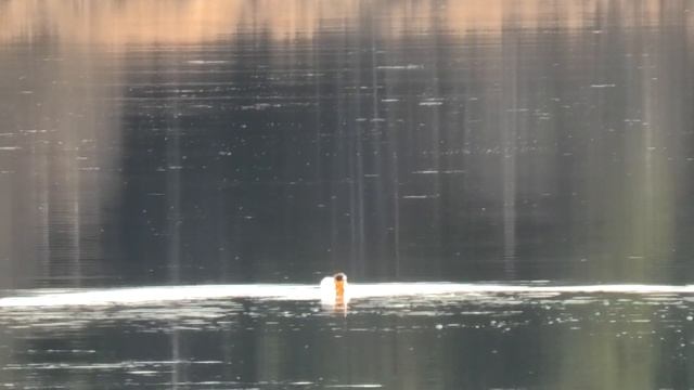 Рыбалка на Налима в Ноябре. Налим на Закидушку (Поставушки).(Серия вторая)
