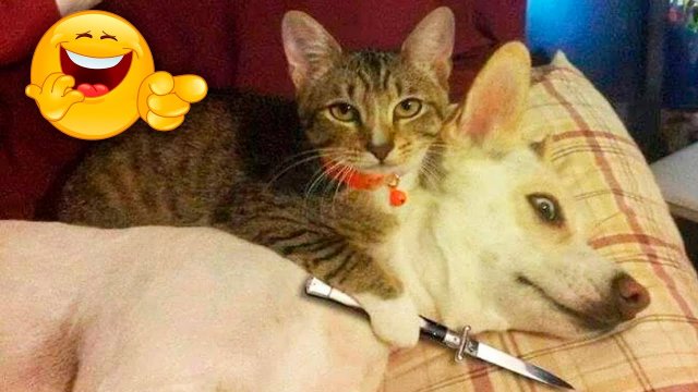 ?Кот и пёс!? Война и мир! / Приколы с котами и собаками 2022 #14