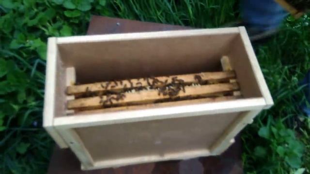 Пчелопакет. Формируем Пакет пчел 3 1 на продажу