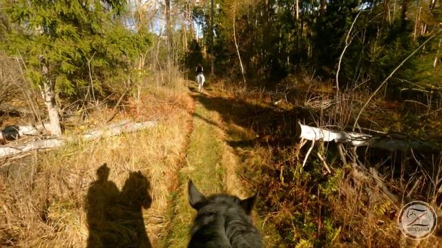 Верхом в осеннем лесу. Конная прогулка от первого лица. GoPro.
