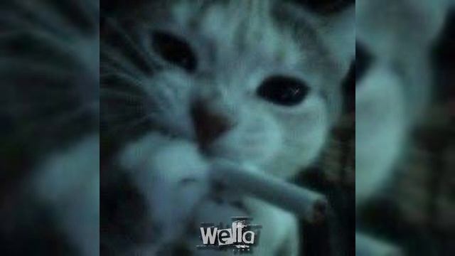 кукла колдуна-король и шут (speed up)