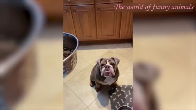 СМЕШНЫЕ КОШКИ 2022 И ДРУГИЕ ЖИВОТНЫЕ СМЕШНЫЕ ЖИВОТНЫЕ июнь 2022ЛУЧШИЕ ПРИКОЛЫ С КОТАМИ