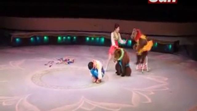 Медведи в цирке