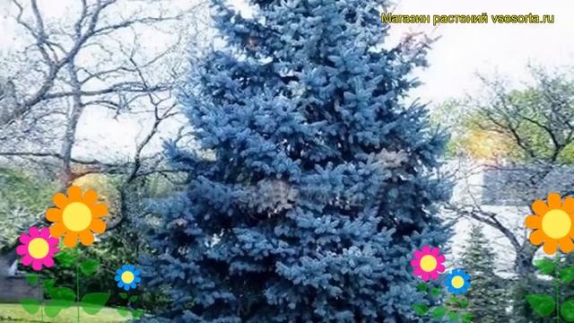 Ель голубая. Краткий обзор: Ель голубая описание характеристик, где купить саженцы picea pungens