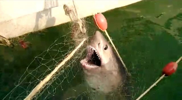 Дагестанские Рыбаки Поймали Акулу (Рыбалка на Камчатке) ??(Репост)